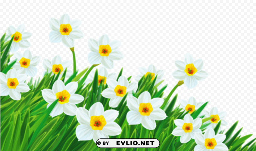  grass with daffodils Isolated Item on Transparent PNG