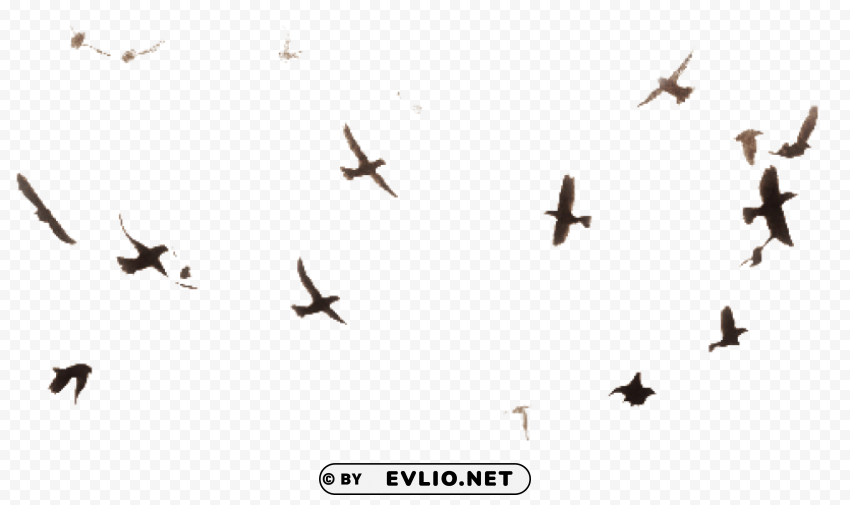 Birds PNG files with alpha channel assortment