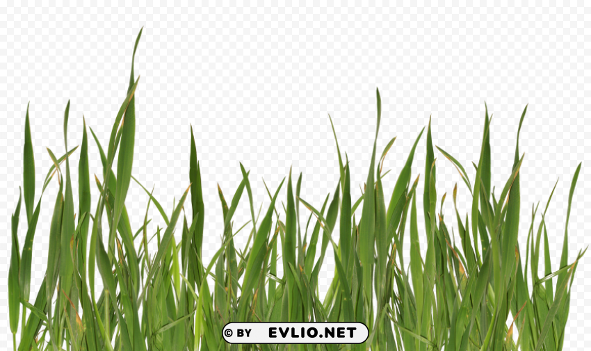 grass Isolated Character in Transparent PNG Format clipart png photo - 1fd9afdd