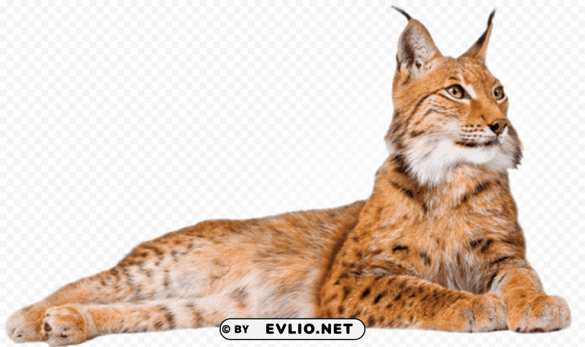 lynx lying down Isolated Subject in Transparent PNG