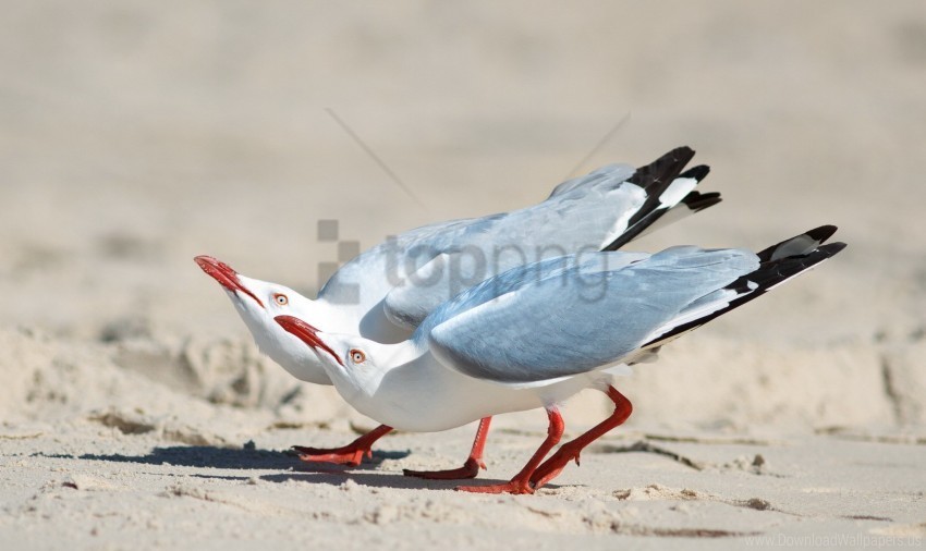 birds couple seagulls wallpaper PNG images with transparent space