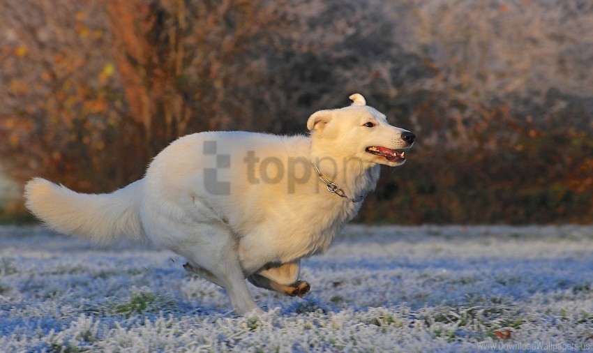 dog frost race swiss shepherd wallpaper PNG with cutout background