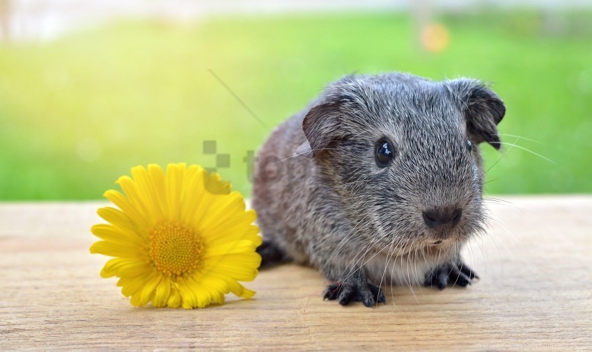 flower grass guinea pig rodent wallpaper PNG transparent designs for projects