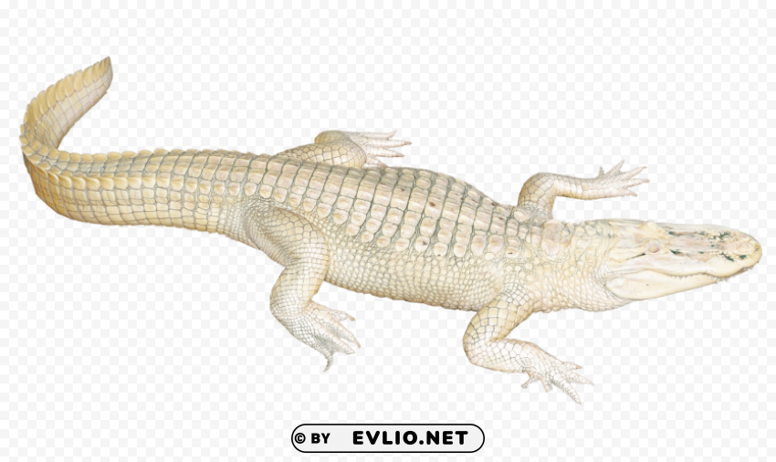 white crocodile Isolated Graphic in Transparent PNG Format