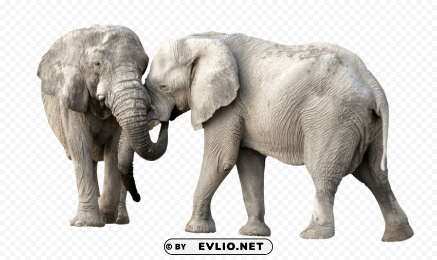 elephant PNG Object Isolated with Transparency
