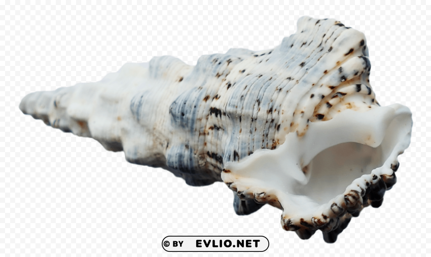 SeaShell Transparent PNG Isolated Element with Clarity