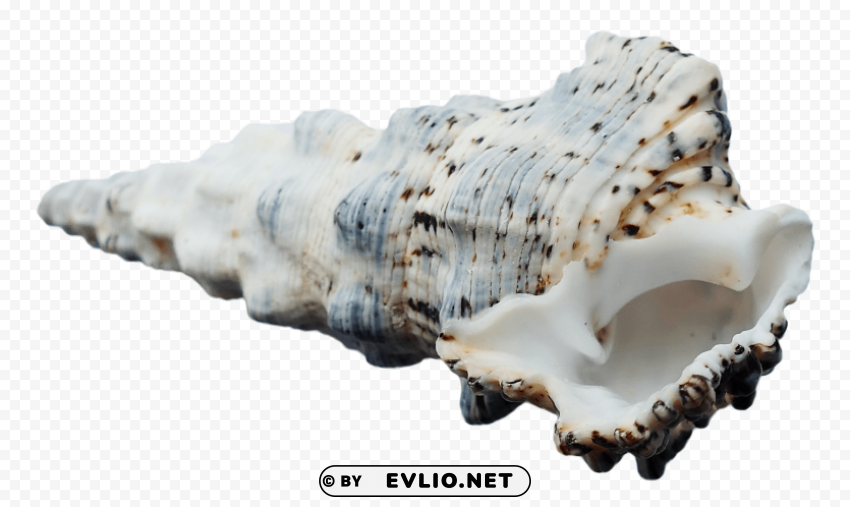 SeaShell Transparent PNG Isolated Element With Clarity