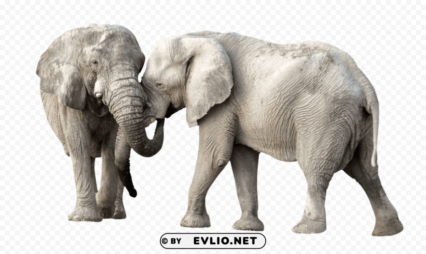 young elephants PNG images free download transparent background