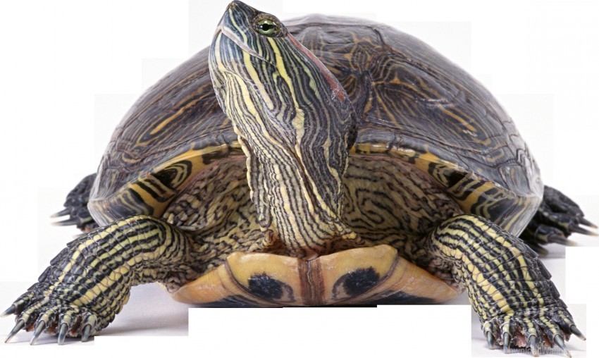  large turtle wallpaper PNG files with clear background bulk download