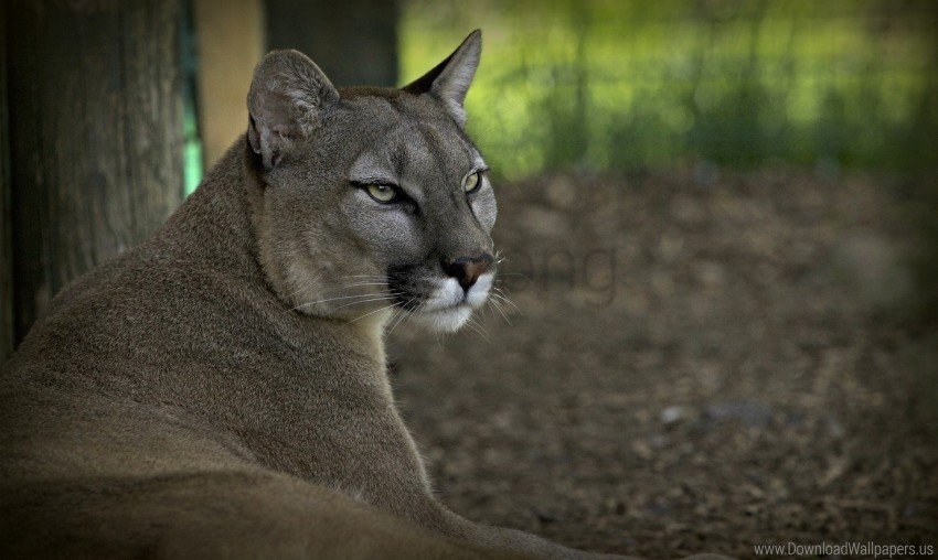 Cougar Mountain Lion Puma Wildcat Wolf Wallpaper PNG With No Cost