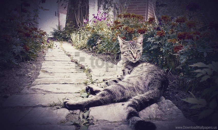 bask cat flowers grass lying wallpaper PNG with transparent overlay