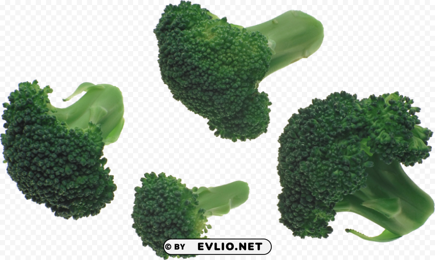 broccoli Isolated Design Element in HighQuality Transparent PNG