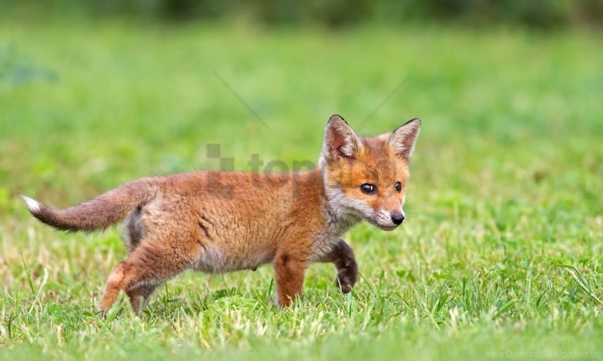 fox foxes grass wallpaper PNG images with clear alpha channel