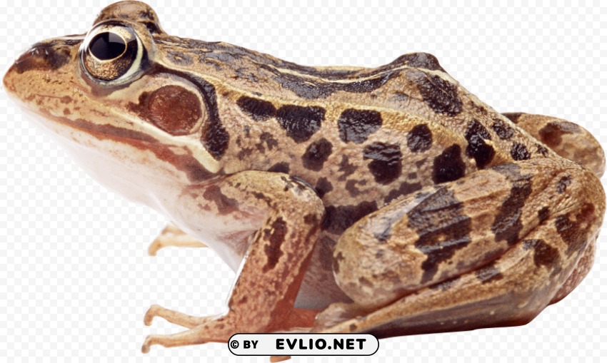 frog Isolated Subject with Clear Transparent PNG