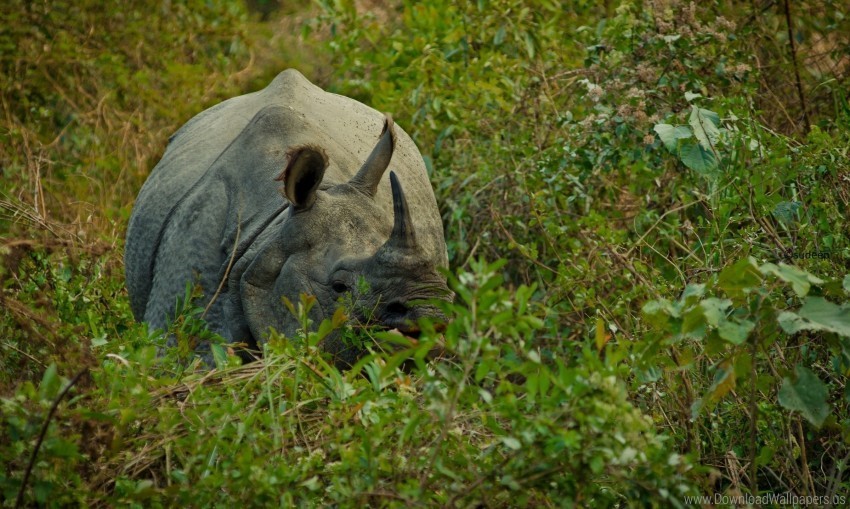 grass hide horn rhino wallpaper PNG for business use