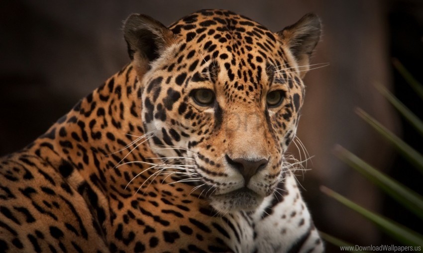 jaguar predator wild cat wallpaper Alpha channel transparent PNG