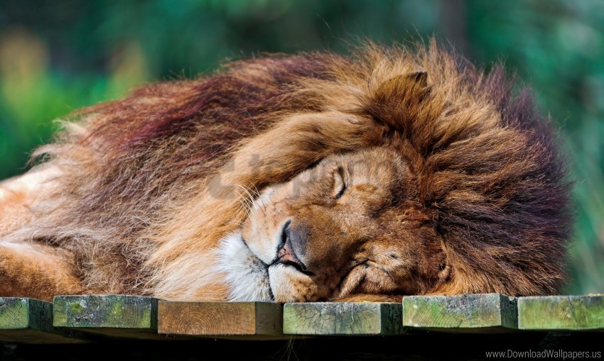 lion sleeping lion the king of beasts the predator wallpaper PNG images with transparent elements pack