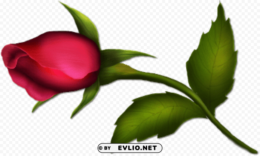 Rose Bud Painted Clear PNG File