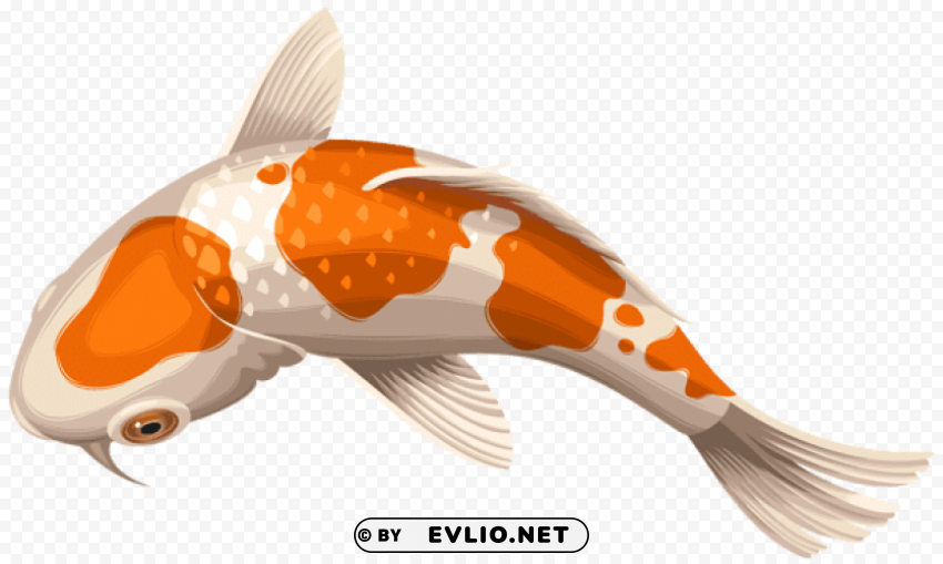 white and orange koi fish transparent PNG with clear transparency