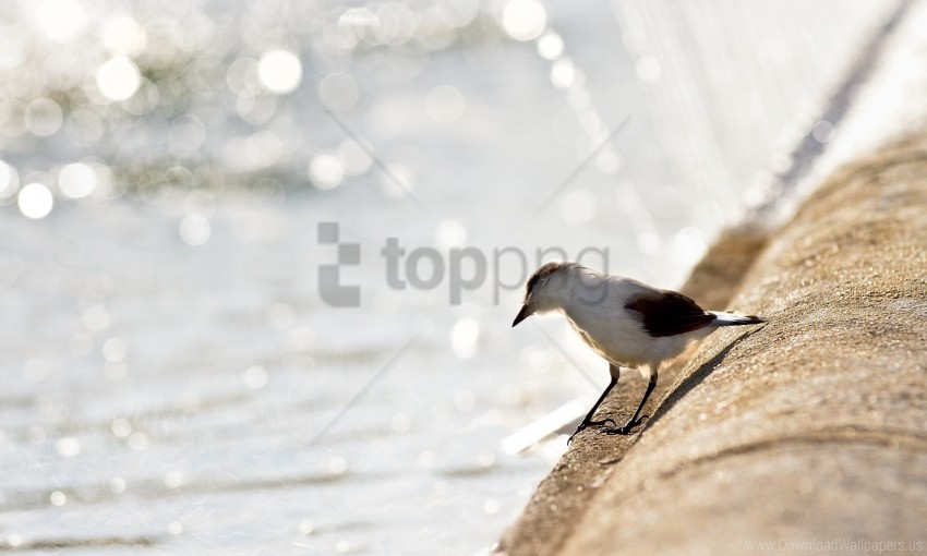 Beach Birds Gulls Light Wallpaper PNG Pics With Alpha Channel