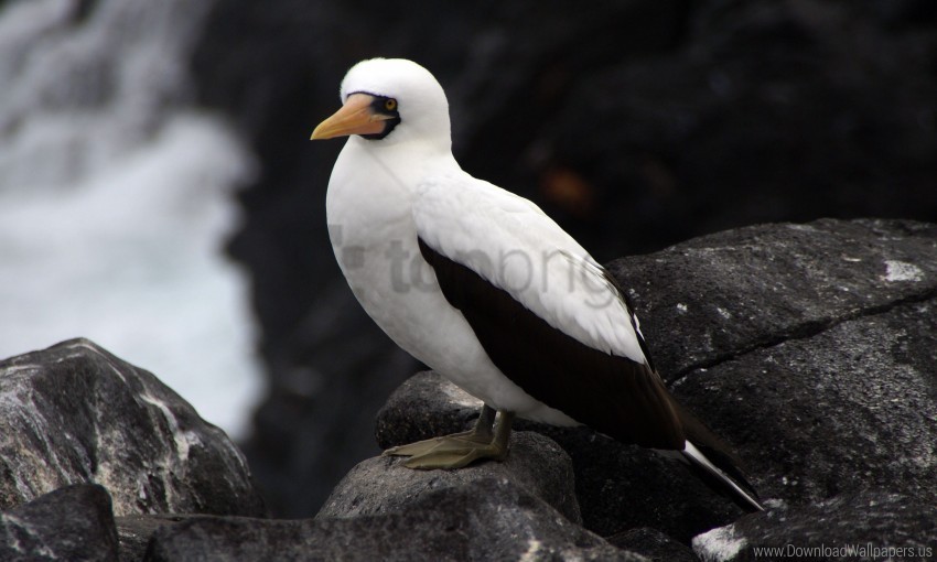 Bird Espanola Feathers Galapagos Islands Sula Granti Wallpaper PNG Isolated