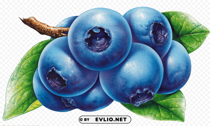 blueberries Transparent Cutout PNG Isolated Element