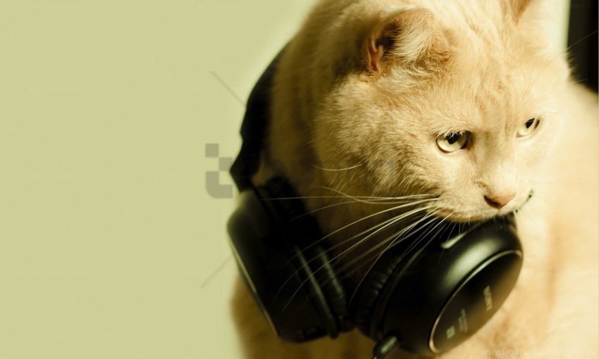 cat earphones face funky wallpaper Isolated Graphic on Clear Transparent PNG