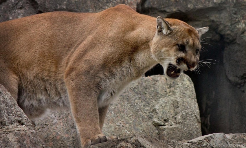 cougar lion mountain rage teeth uma wild cat wallpaper Clear background PNG elements