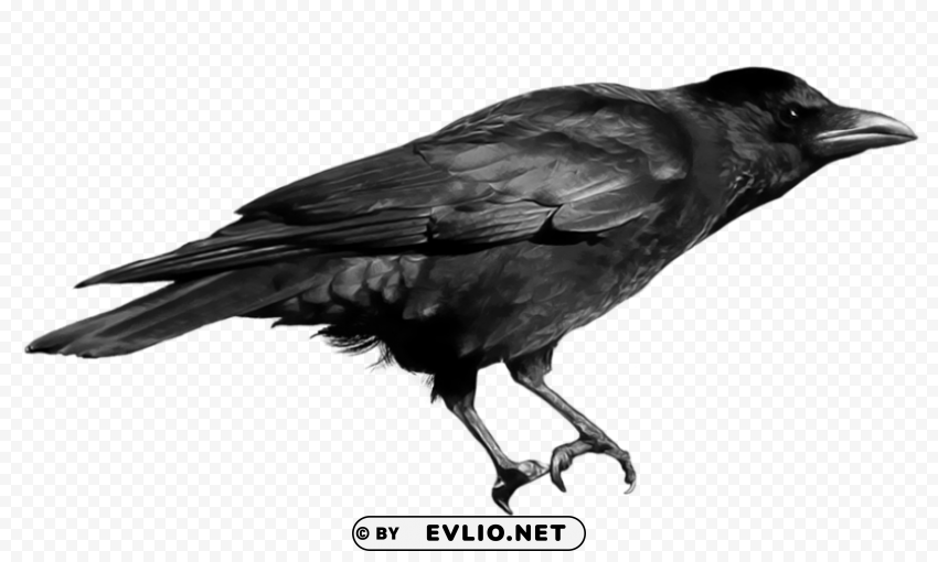 Crow Isolated Item with Clear Background PNG png images background - Image ID de1eb0e2