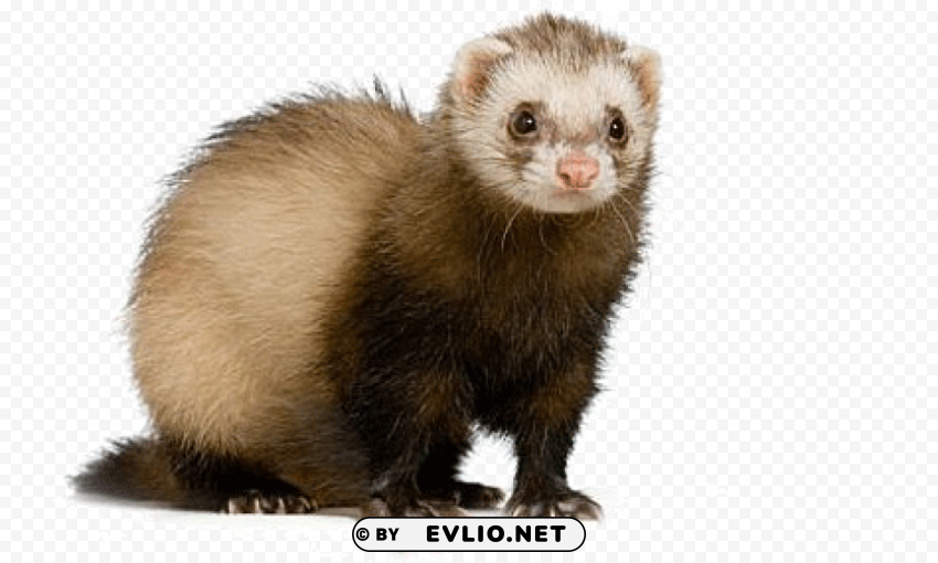 ferret Transparent Background PNG Isolated Illustration png images background - Image ID 4f0f354a