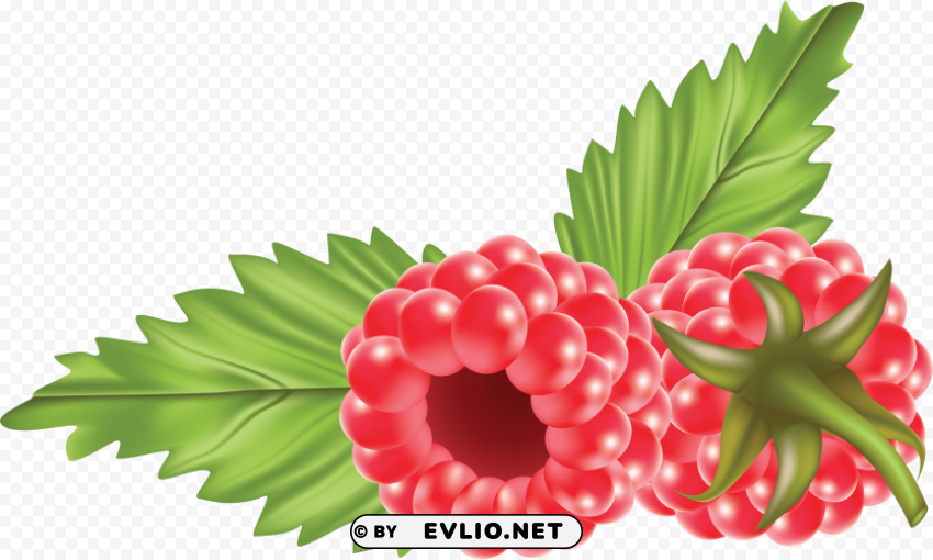 raspberry Free PNG download no background clipart png photo - 0de9df20