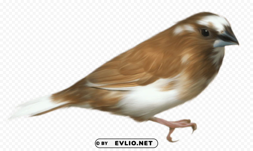 small brown bird transparentpicture High-resolution transparent PNG files