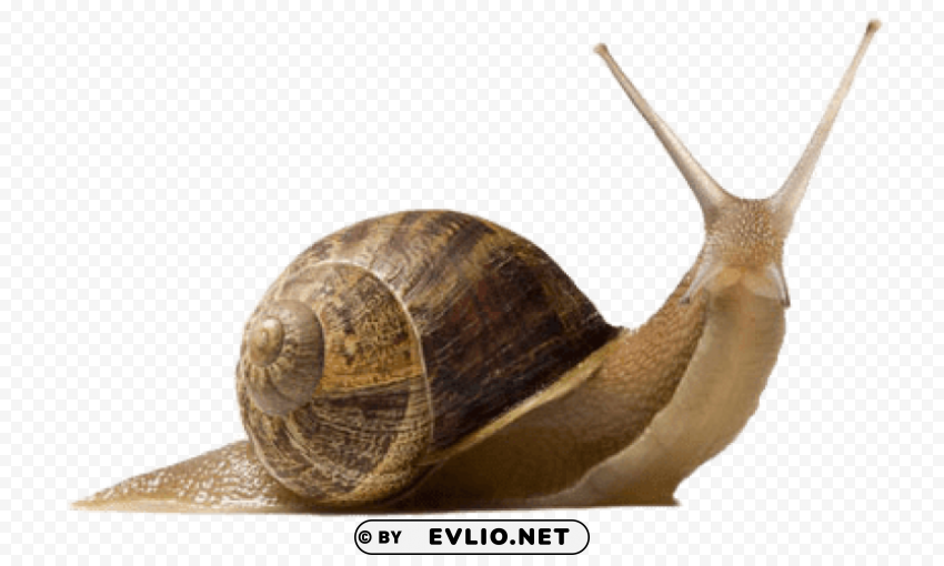 snail up Transparent graphics