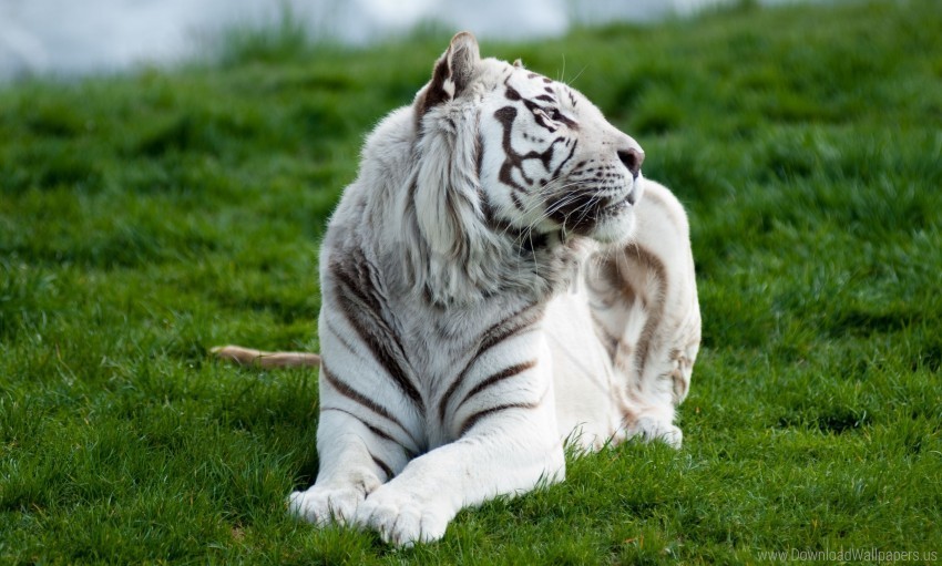albino big cat grass lie predator tiger wallpaper PNG transparent graphics for download