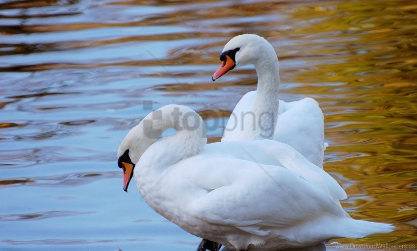 beach couple swans water wallpaper Isolated Character on HighResolution PNG