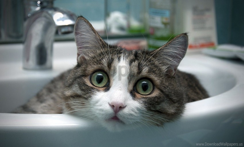 cat face light look sink sit wonder wallpaper PNG no watermark