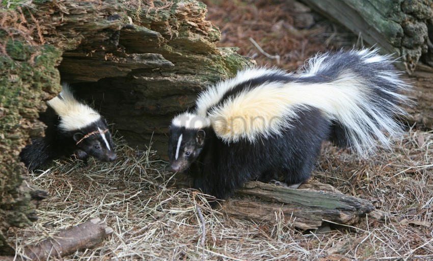 grass hole skunks tail wallpaper Free PNG