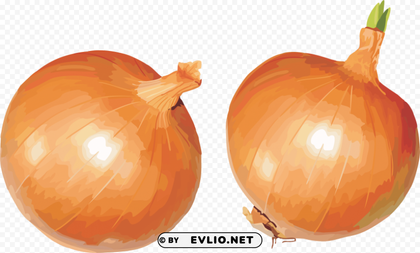 onion PNG clear background