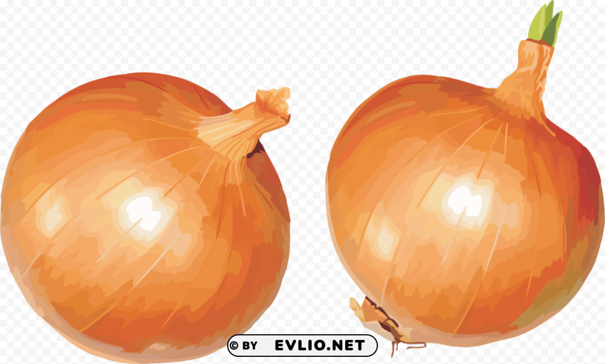 Onion PNG Clear Background