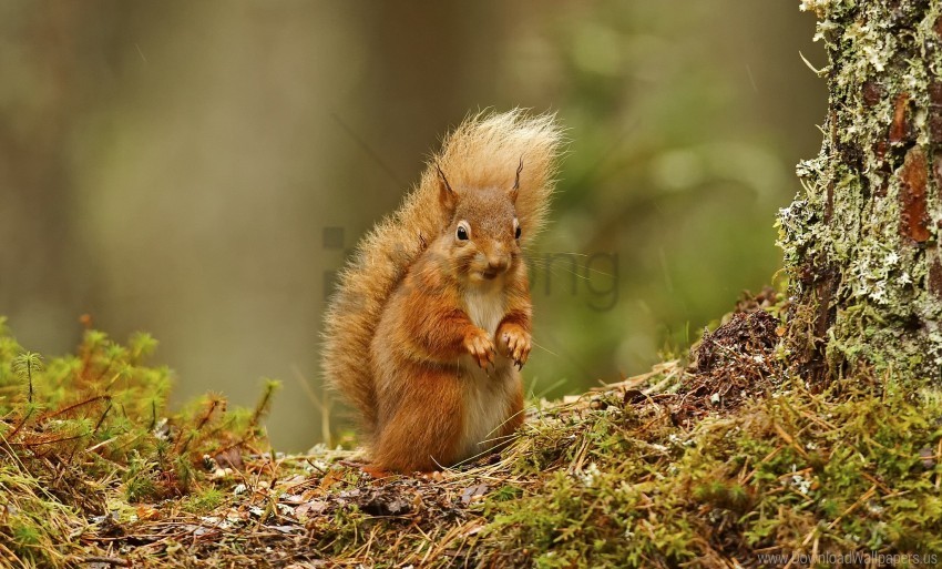 animal grass squirrel wallpaper Isolated Item on Clear Background PNG