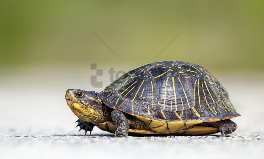  beautiful crawl turtle wallpaper PNG Graphic Isolated on Clear Background
