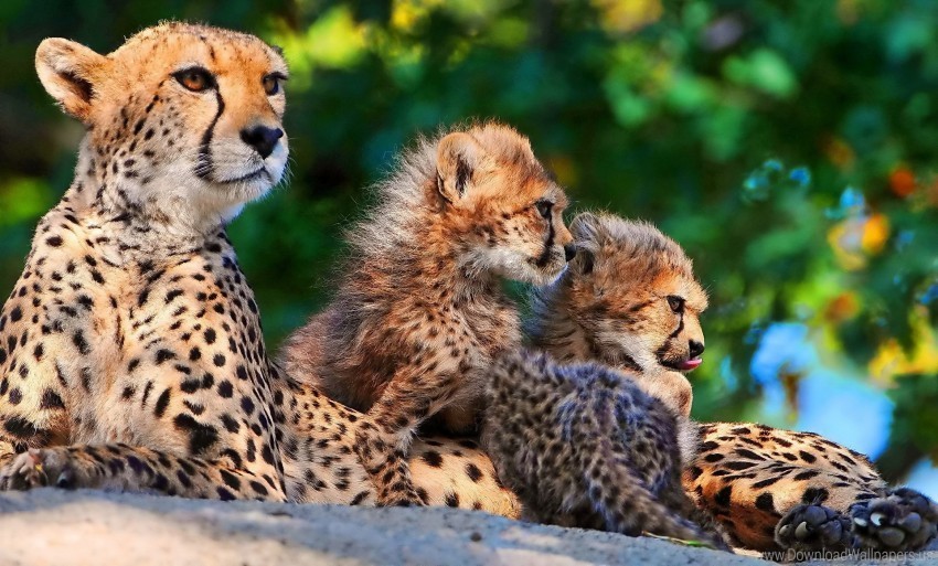 big cats cheetahs cubs predators sitting spotted wallpaper PNG files with no backdrop pack