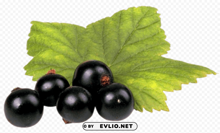black currant PNG images with transparent overlay