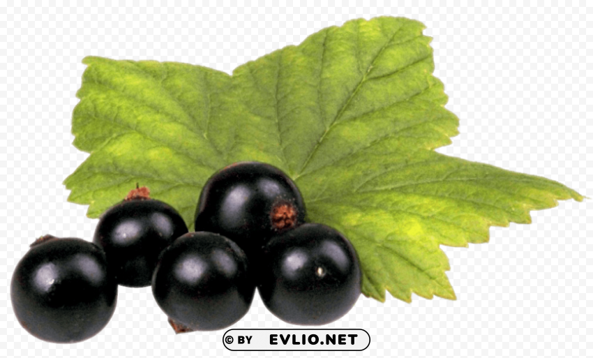 Black Currant with Leaf PNG images with clear alpha channel