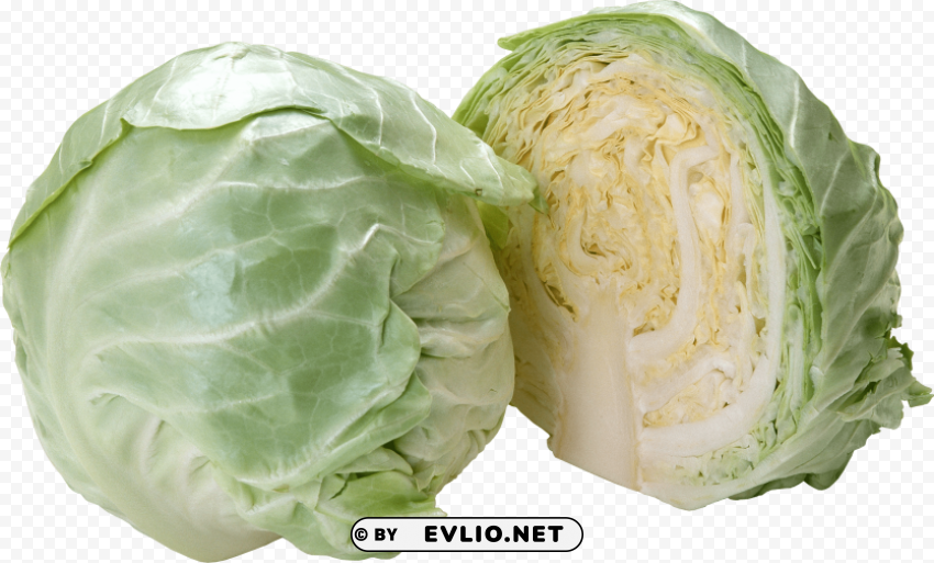 cabbage Isolated Artwork on Clear Background PNG