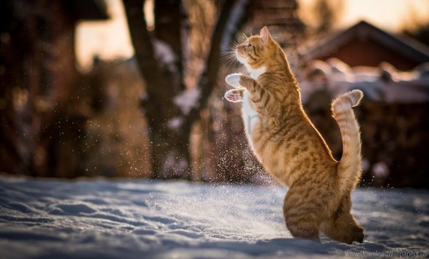 cat on his hind legs playful redhead wallpaper PNG images for graphic design