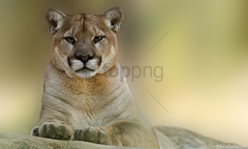 cougar lion mountain puma wallpaper PNG images with alpha background