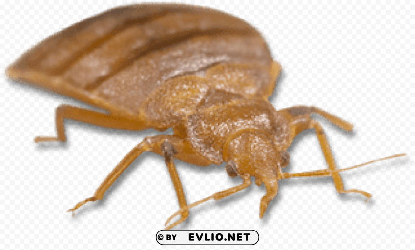 light brown bed bug PNG images for advertising