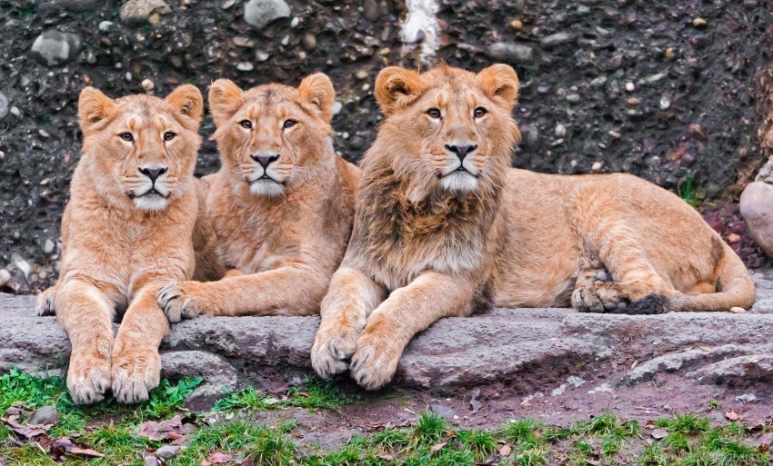 lions predators sit three wallpaper PNG images for personal projects