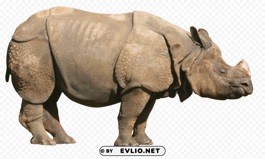 rhinoceros sideview PNG images without restrictions